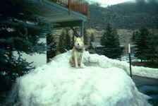 vail_husky.jpg (144659 bytes)