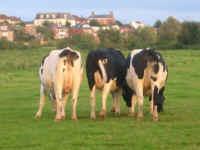 arses.jpg (89719 bytes)