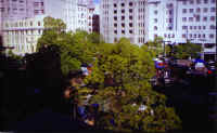 Green_Market.jpg (90451 bytes)