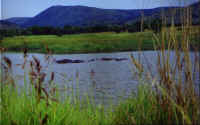 Hippos.jpg (74187 bytes)