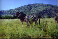 Zebras.jpg (122673 bytes)