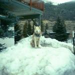 31_vail_husky.jpg