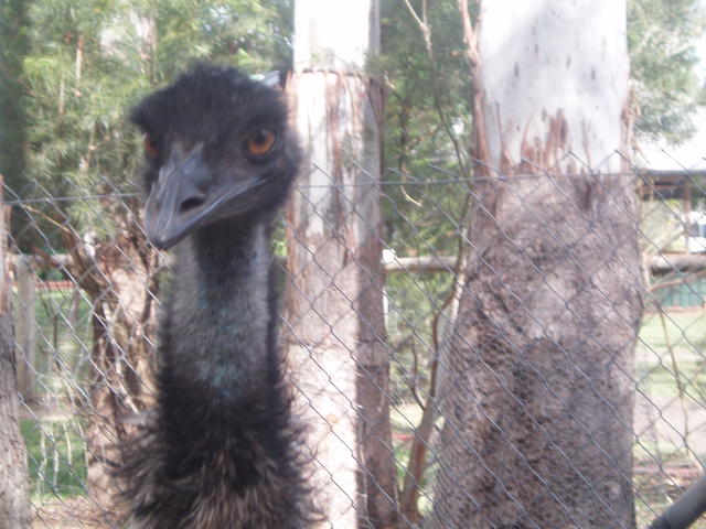 3_emu_eyes.jpg