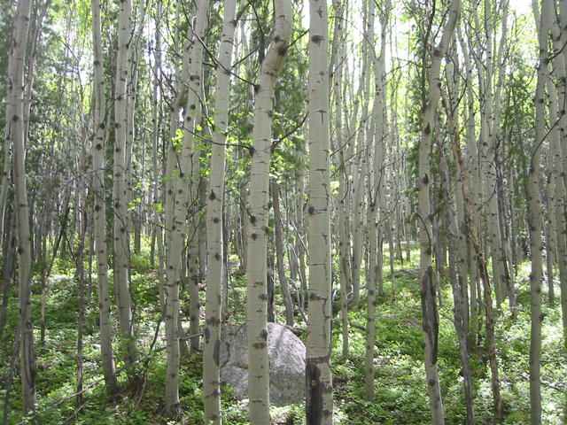 aspens