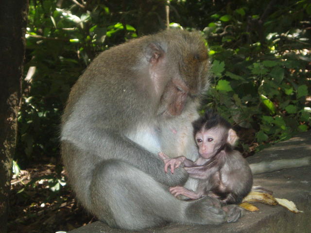 19_monkey_mum_baby.jpg