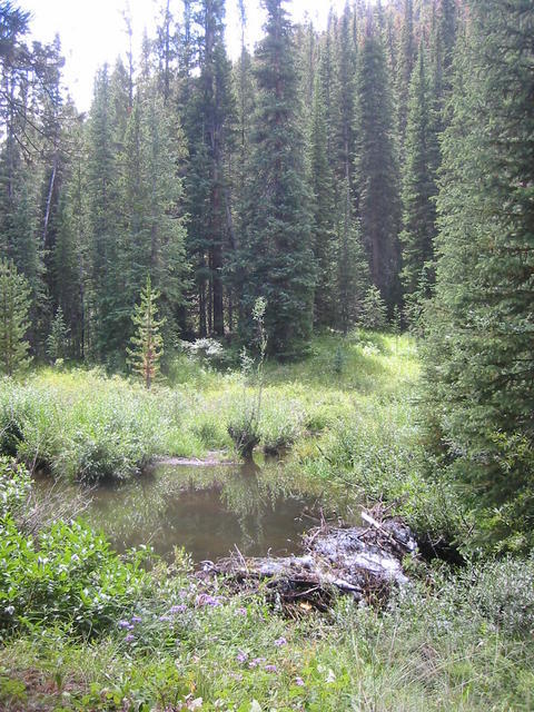cycling past, erm, beaver ponds en route to the Outback (Keystone)