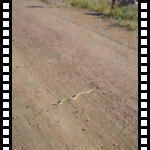 snake...snaaaaaaaake!