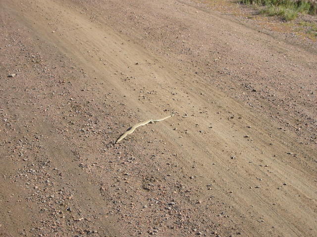 doesn't look like much from 'ere but a fully live rattlesnake