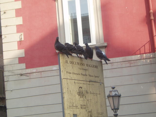 pigeons
