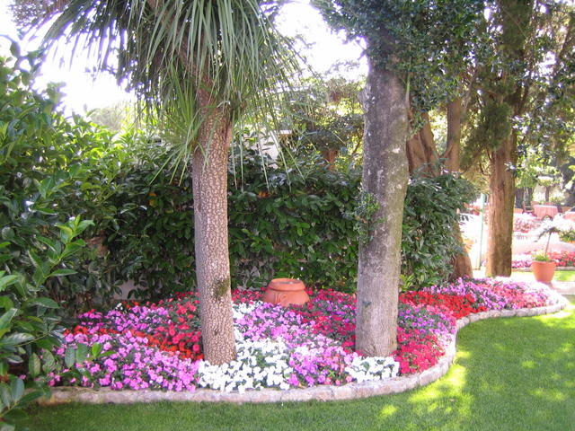 palms_flowers