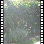 kookoo (hummingbird)