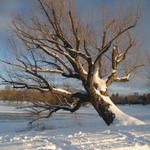 wash_park_tree