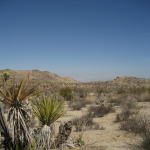 joshua_tree