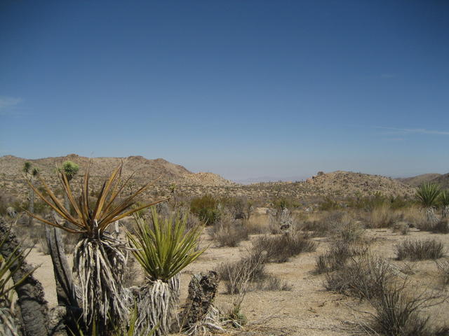 joshua_tree