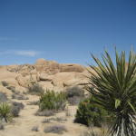 joshua_tree2
