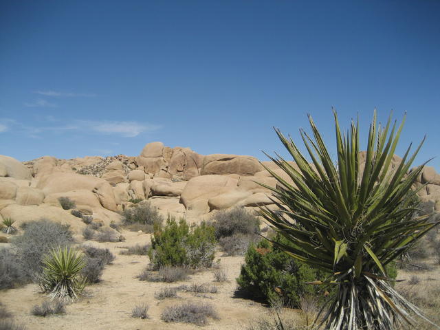 joshua_tree2