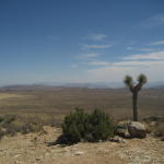 joshua_tree3