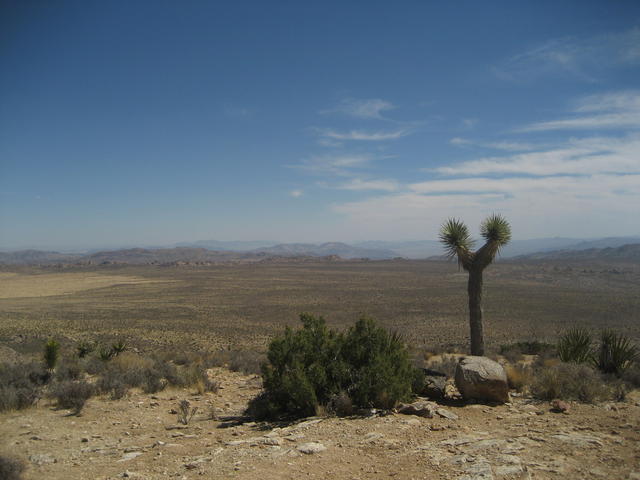 joshua_tree3