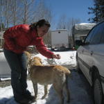 2 maltreated dogs in frisco...