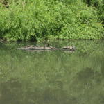 turtle_pond