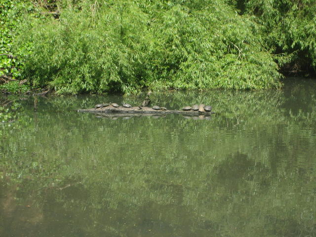 turtle_pond