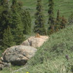 marmotts...of the fat american variety