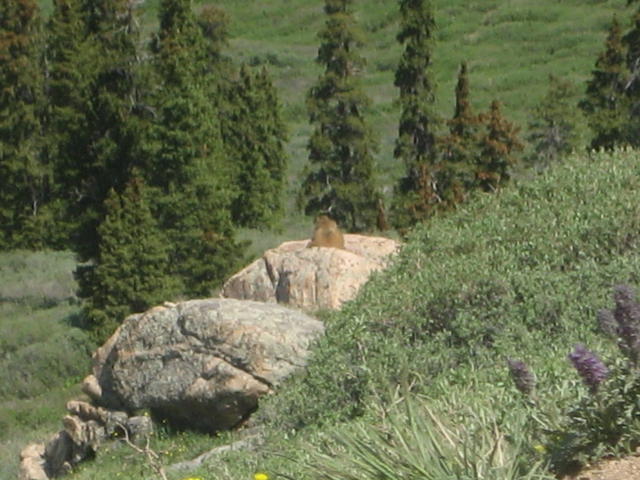 marmotts...of the fat american variety