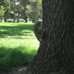 don't mess with a wash park squirrel