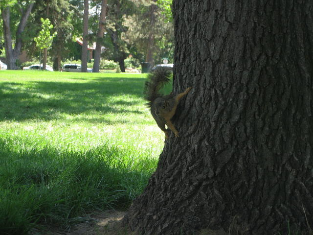 don't mess with a wash park squirrel