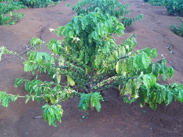 5_coffee_plant.jpg