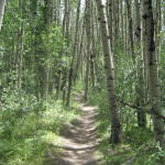 aspens