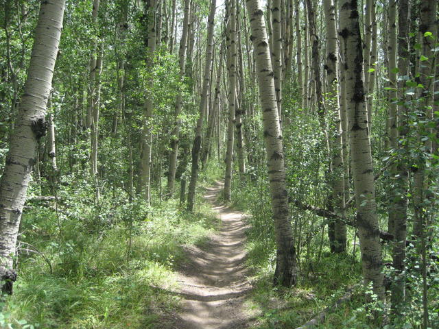 aspens