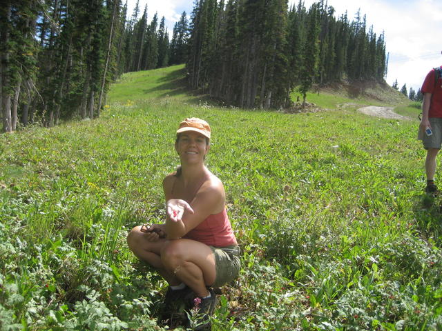 picking wild_raspberries on aspen mountain