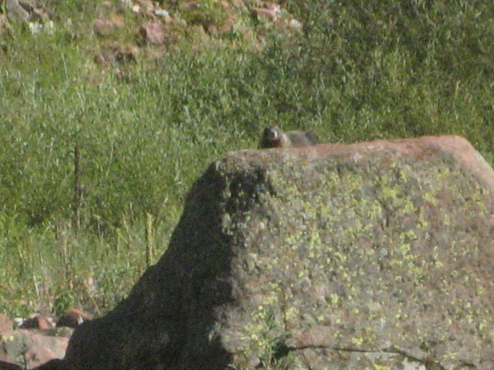 mini-marmot