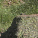 mini-marmot