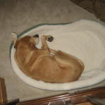 alex the not so wonderdog