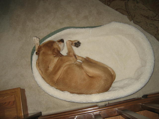 alex the not so wonderdog