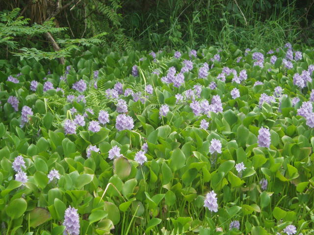 14_lilac_flowers.jpg
