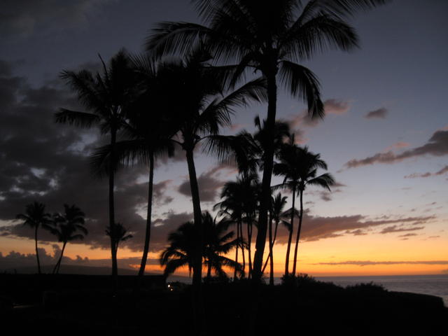 sunset_palms