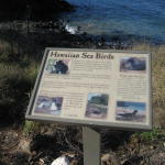 wedge_tailed_shearwater