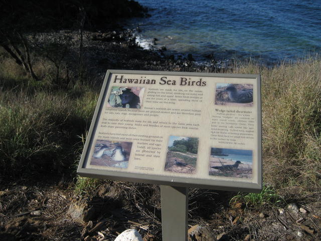 wedge_tailed_shearwater