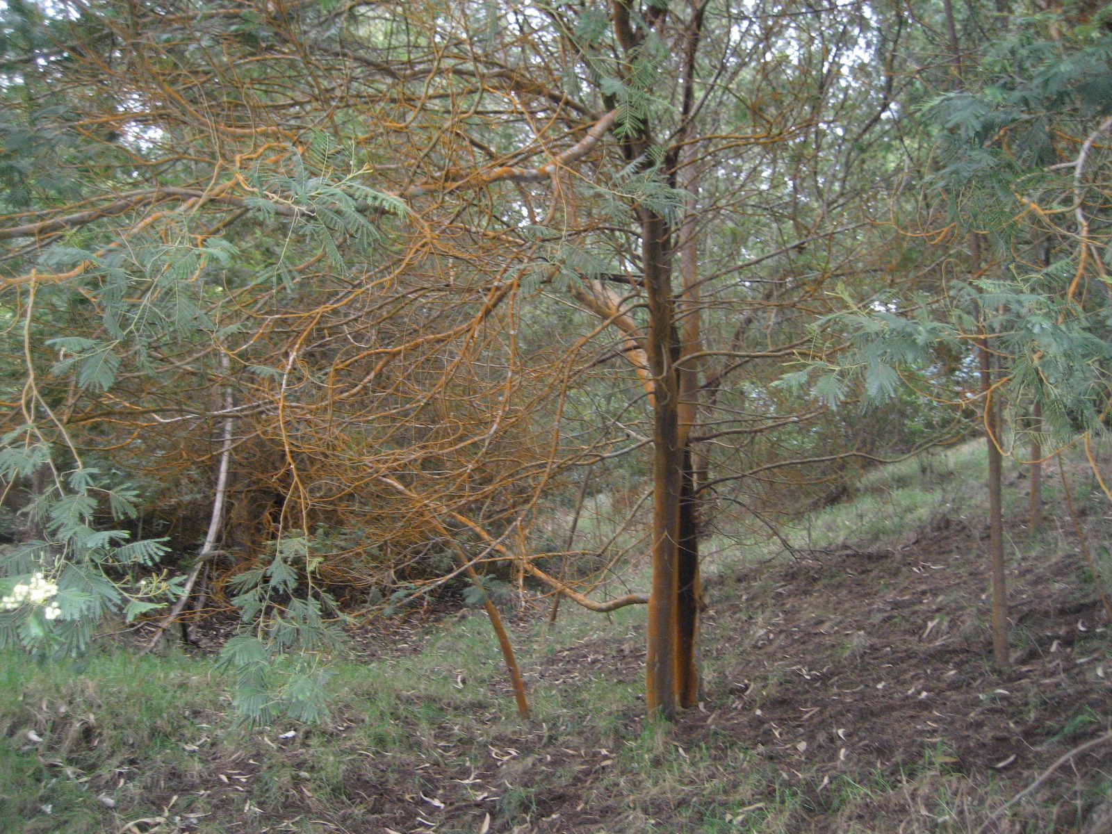 rusty_trees