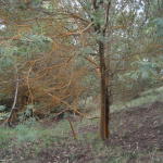 rusty_trees