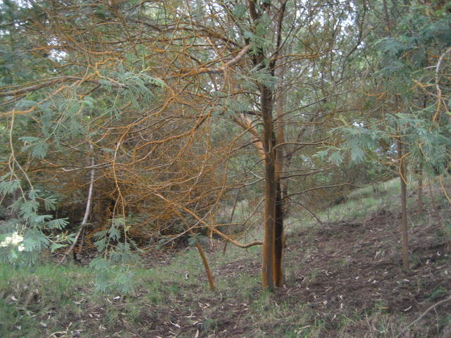 rusty_trees