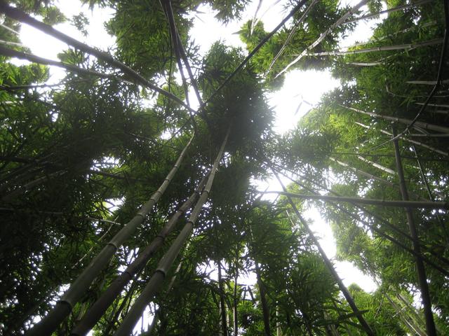 up_bamboo