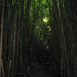 bamboo_forest
