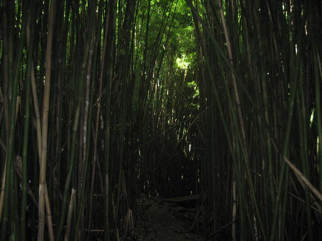 bamboo_forest
