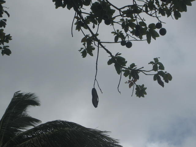 shoe_in_tree