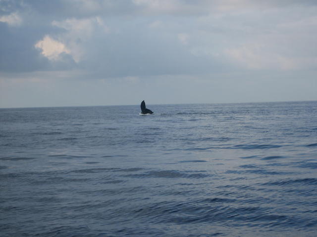 whale_tail