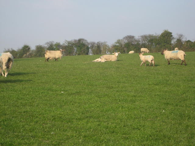 moulton_sheep
